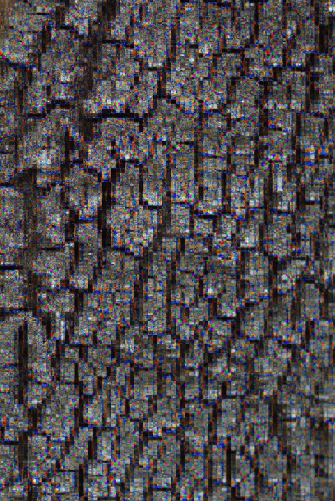 Tree bark with small repeating colour blocks and fringes