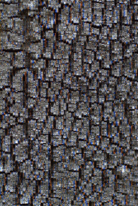 Tree bark with a dense blue and gold repeating interference pattern